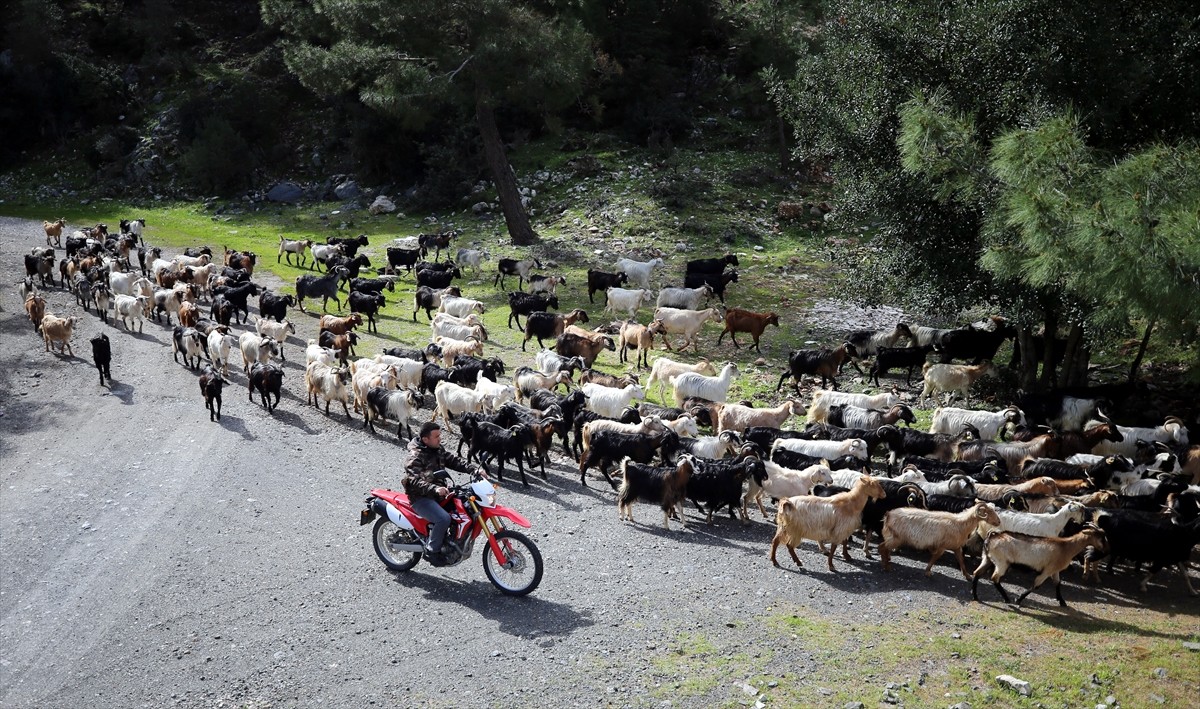 Bodrum'un "teknolojik çobanı" sürüsünü "drone" ile takip ediyor