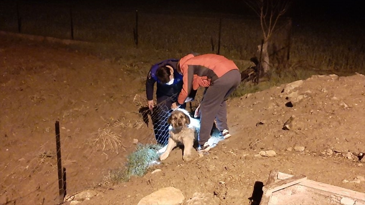 Muğla'da bahçe tellerine sıkışan köpeği zabıta kurtardı