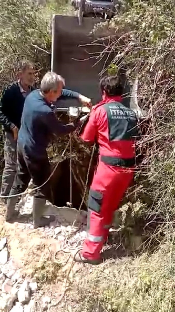 Bodrum'da tarlada otlarken kuyuya düşen inek kurtarıldı