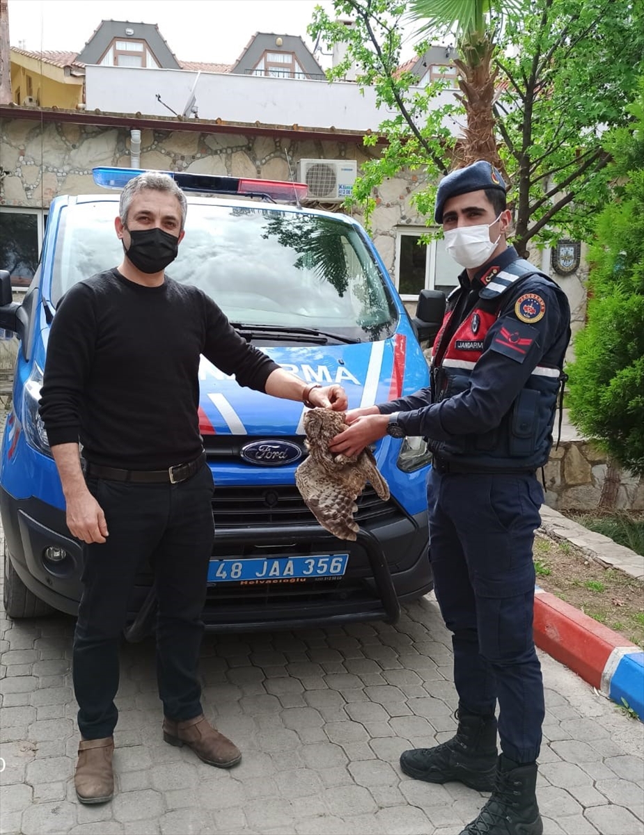 Muğla'da jandarmanın kurtardığı yaralı baykuş tedavi altına alındı