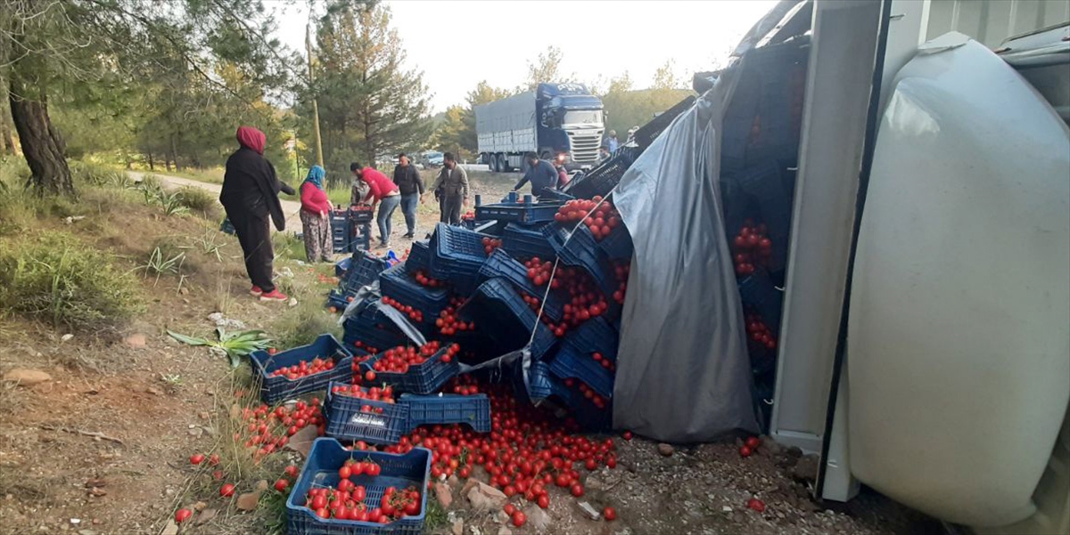 Muğla'da tarım işçileri devrilen kamyondaki domatesleri toplamak için seferber oldu