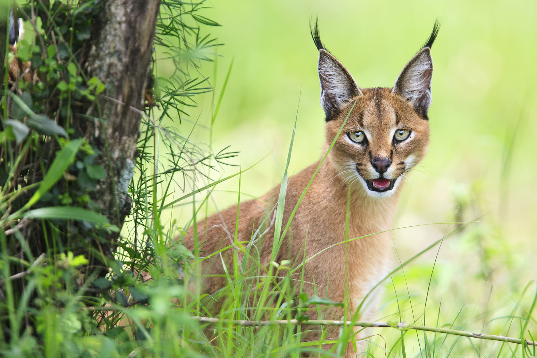 Caracal portrait