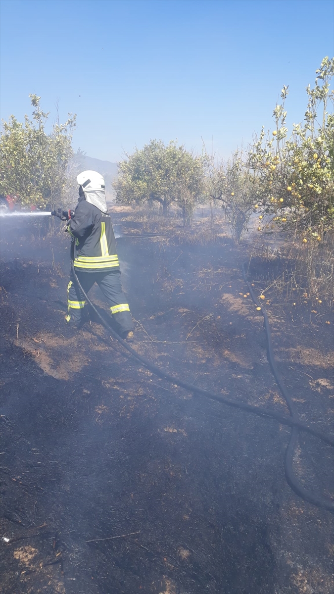 Fethiye'de çıkan yangında limon ağaçları zarar gördü