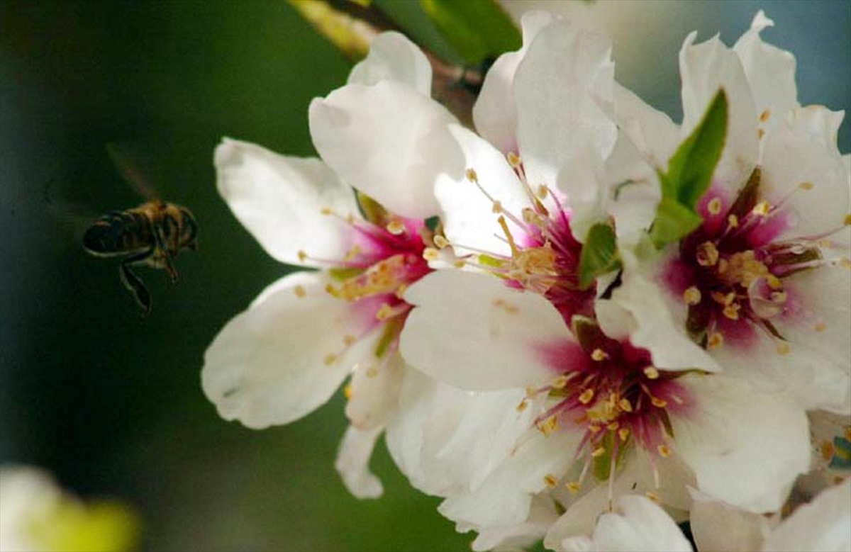 Muğla'da Apiterapi Merkezi kurulma çalışmaları