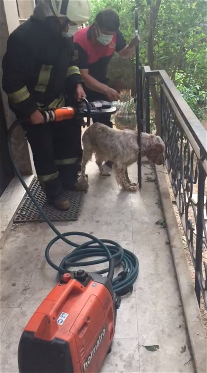 Muğla'da başı korkuluğa sıkışan köpeği itfaiye personeli kurtardı