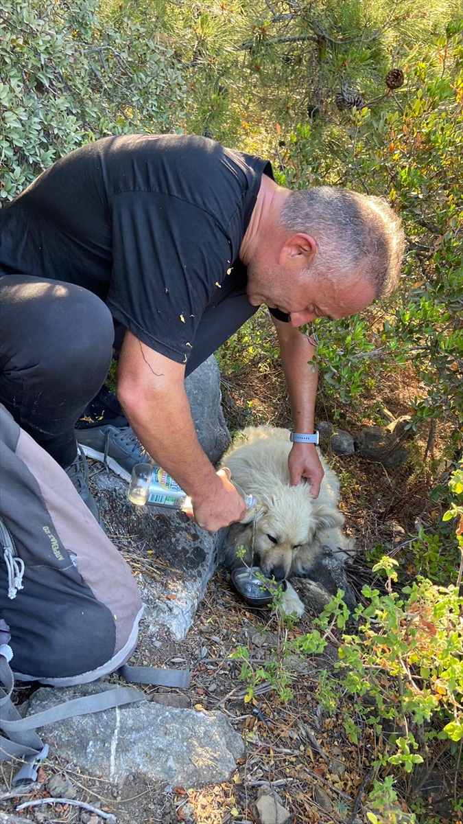 Muğla'da dağlık alanda kaybolan köpek bulundu