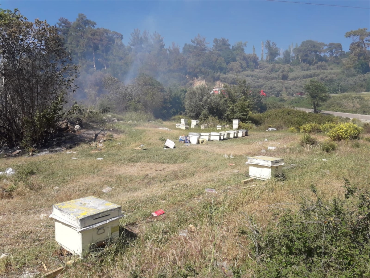 Muğla'da zeytin bahçesinde çıkan yangın söndürüldü