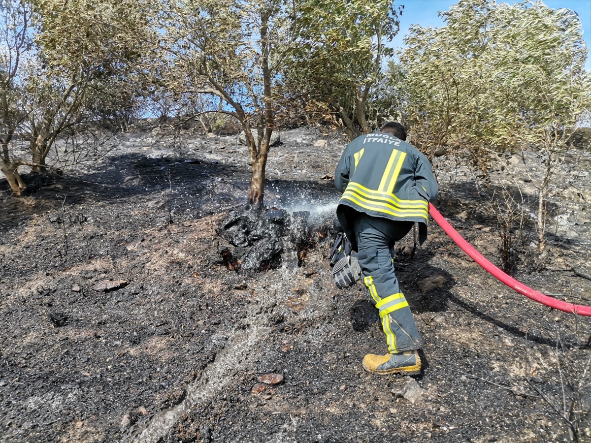 Muğla'da zeytinlik ve makilik alanda çıkan yangın söndürüldü