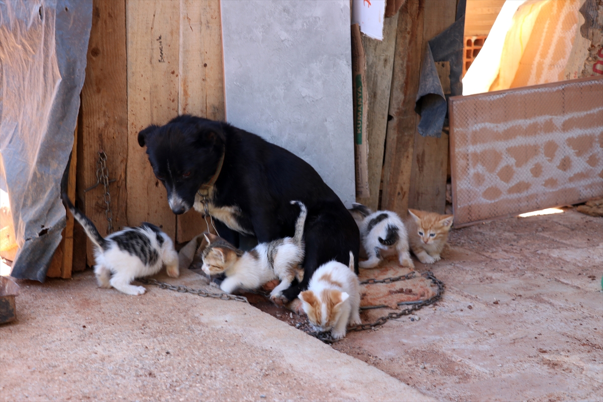 Boncuk isimli köpek, kulübesinin yanında doğan kedi yavrularına gözü gibi bakıyor