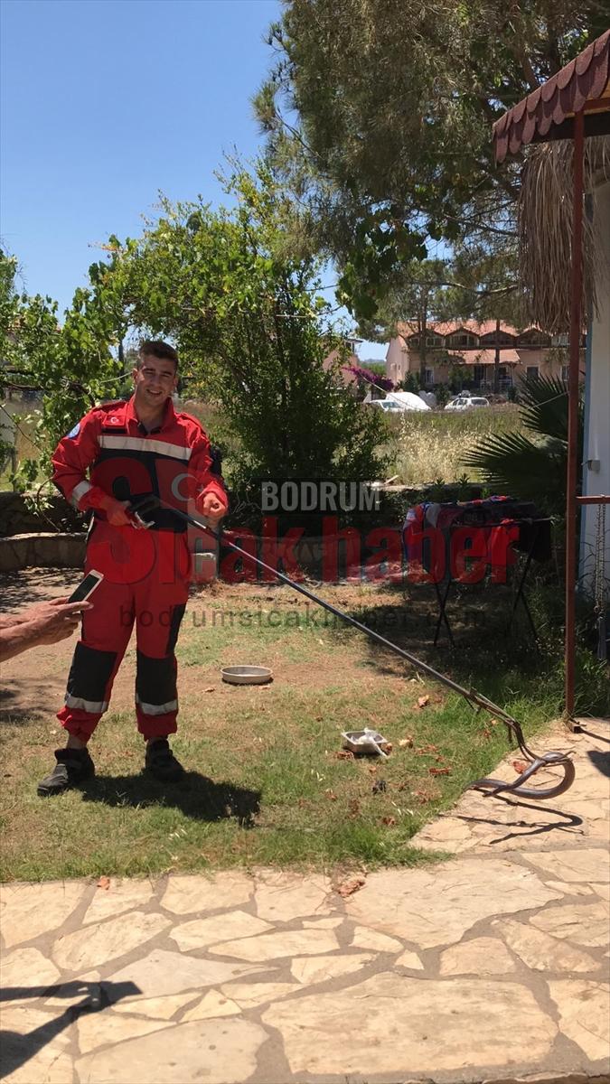 Muğla'da buzdolabının motoruna giren yılan yakalanıp doğaya salındı