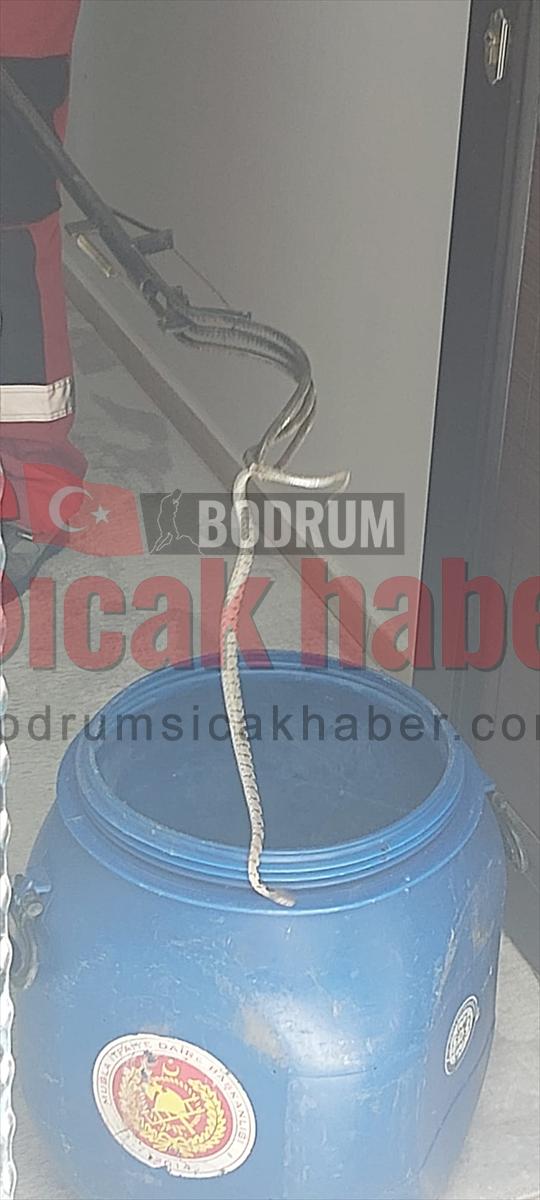 Muğla'da evin içerisine ve havuzuna giren iki yılan çıkarıldı