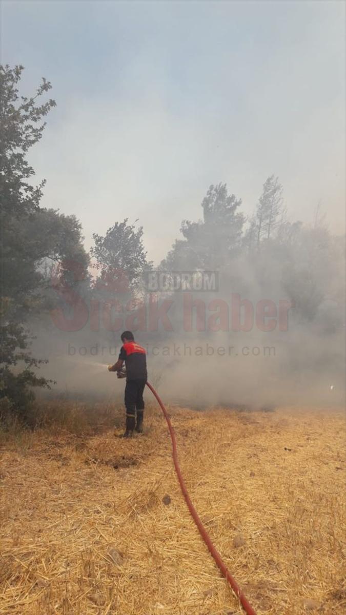 Muğla'da tarım arazisi ve ormanlık alanda yangın çıktı