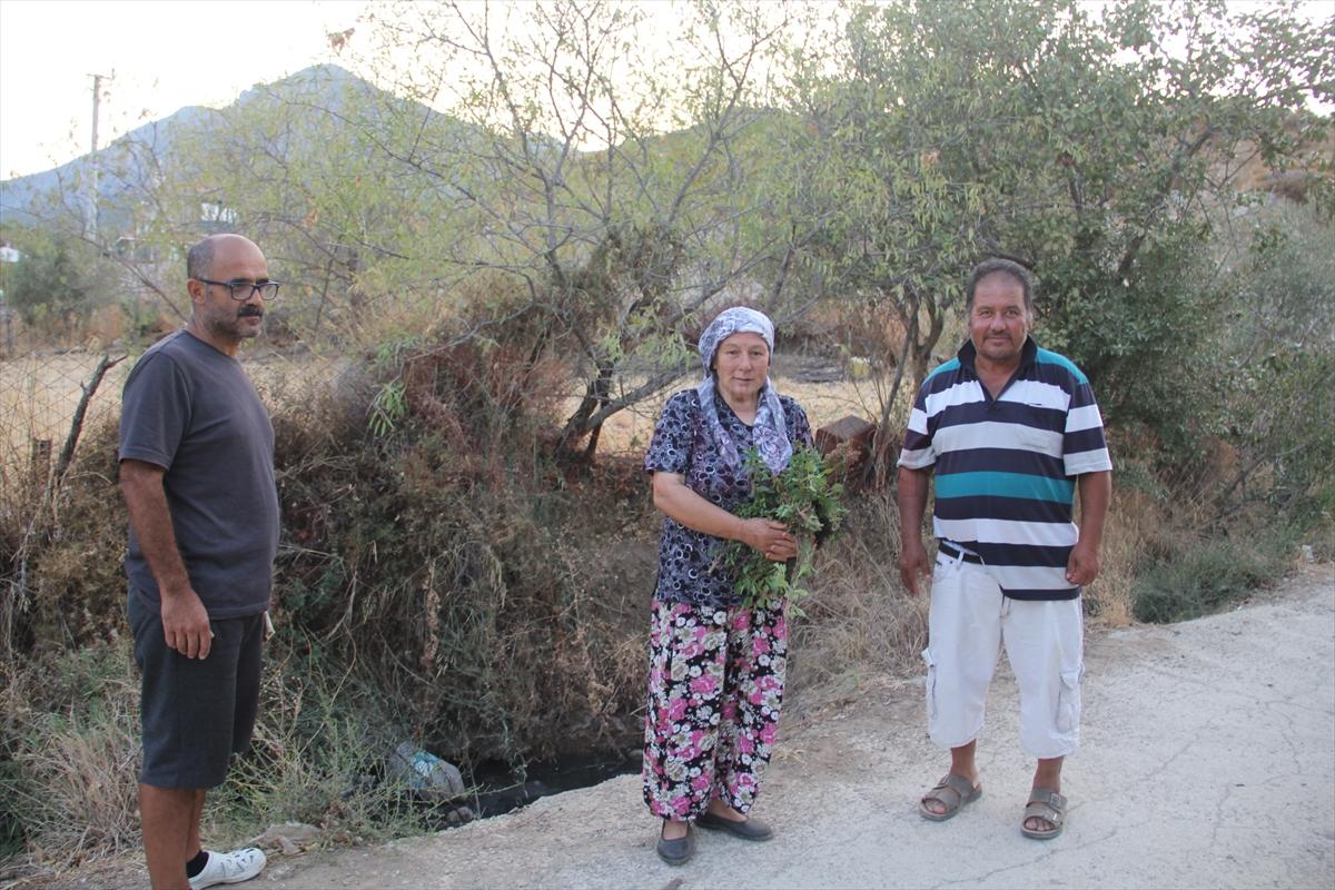 Datça'da çevre kirliliğine neden olan lağım suları tepki çekiyor