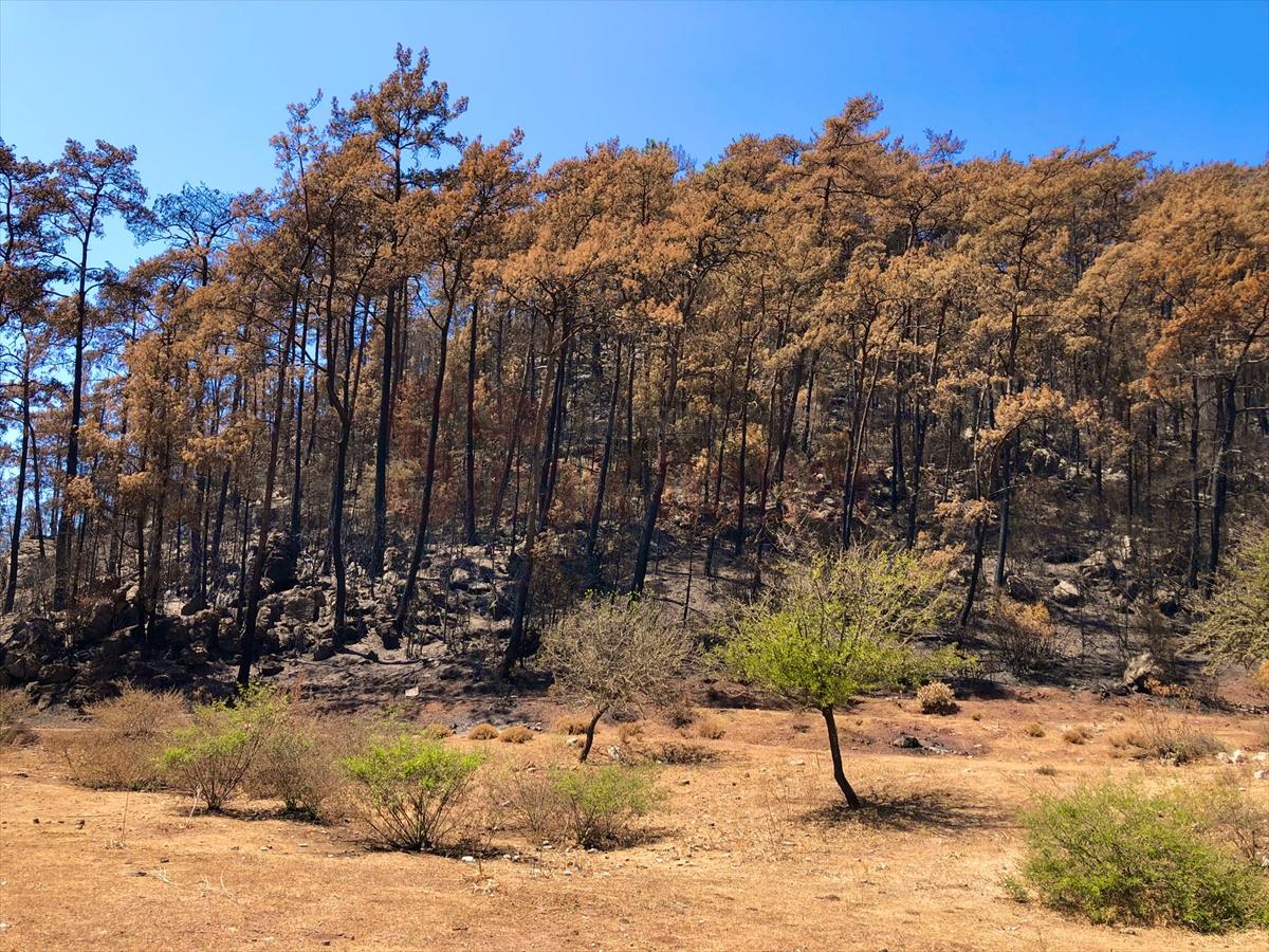 Marmaris'te yangınlar sonrası doğa canlanmaya başladı