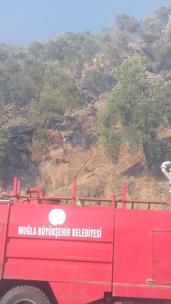 Muğla'da makilik ve zeytinlik alanda yangın çıktı