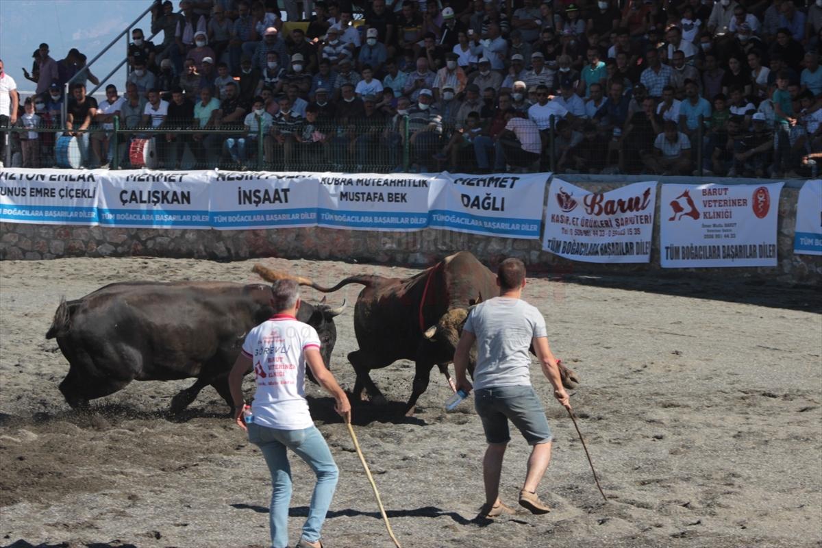 Muğla'da Boğa Güreşi Festivali yapıldı