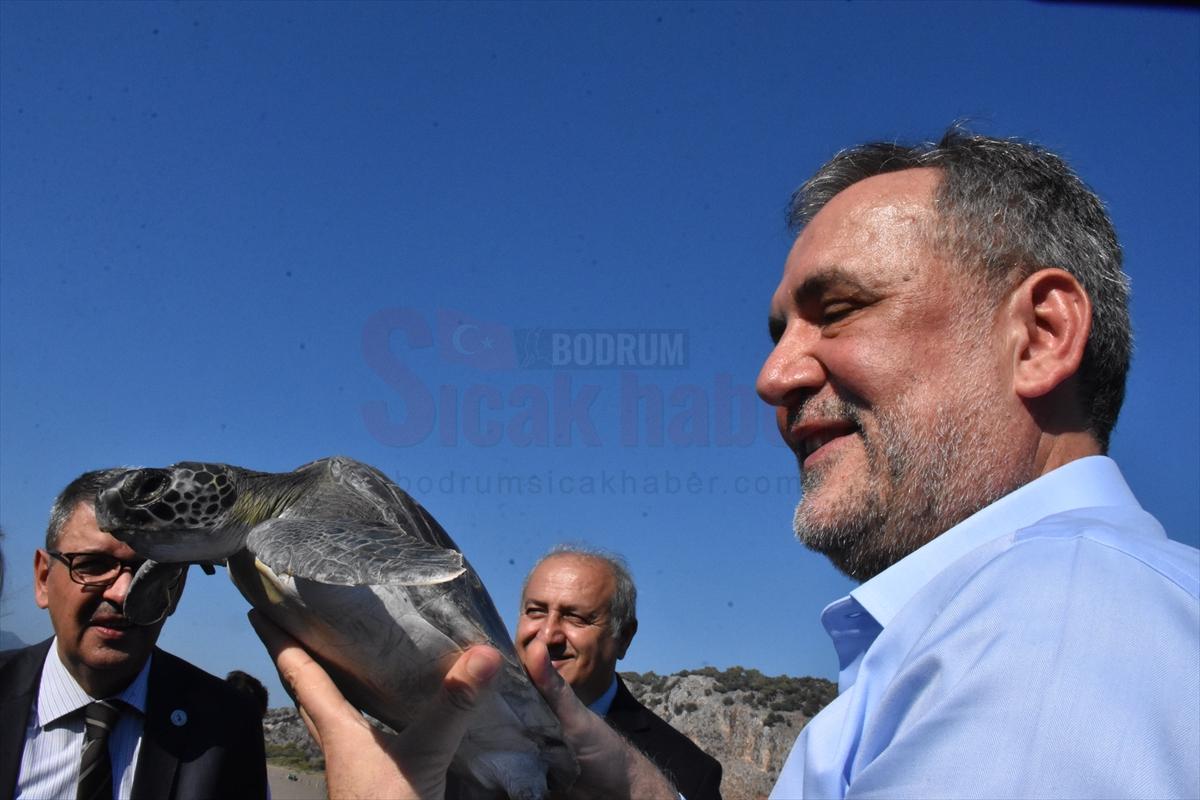 Küresel ısınma yüzünden caretta carettaların güzergahı değişti