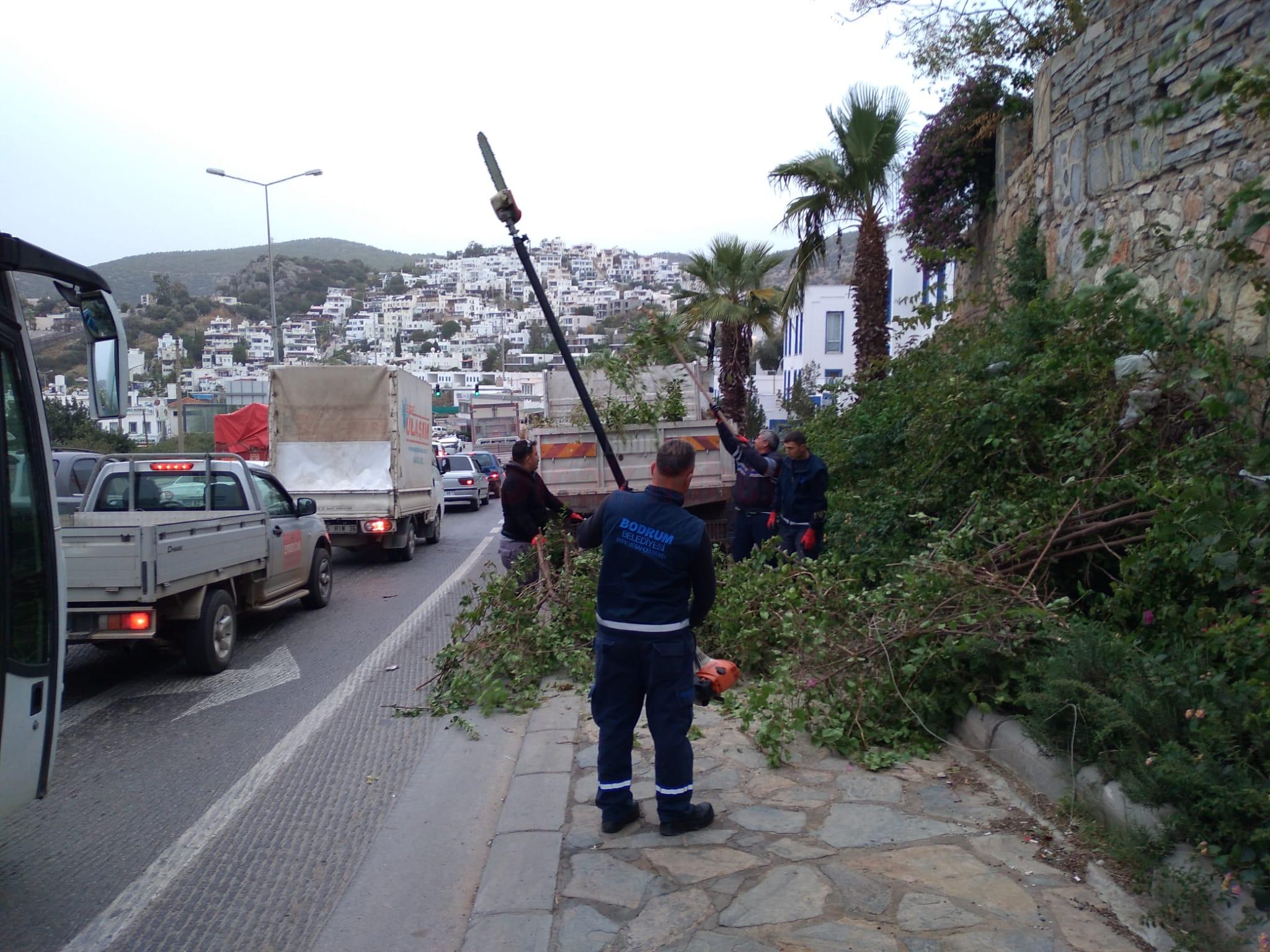 BODRUM-BELEDIYESI-FIRTINADA-ZARAR-GOREN-AGACLARA-MUDAHALE-ETTI02