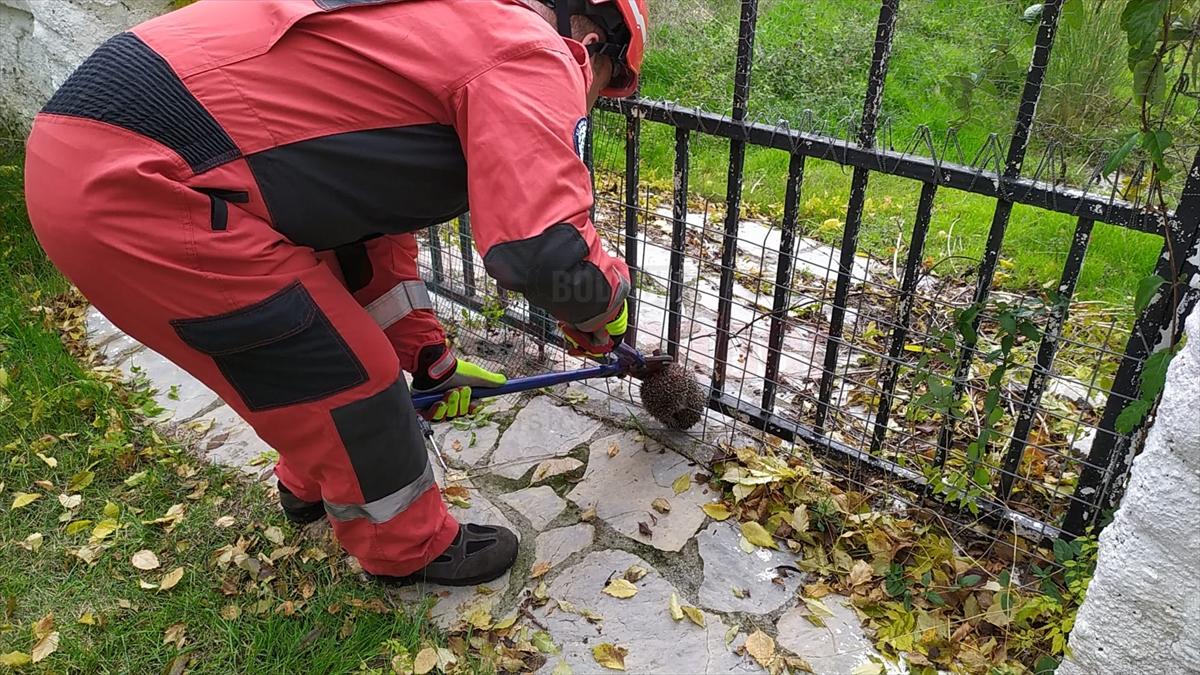 Muğla'da bahçedeki tel örgüye sıkışan kirpi kurtarıldı