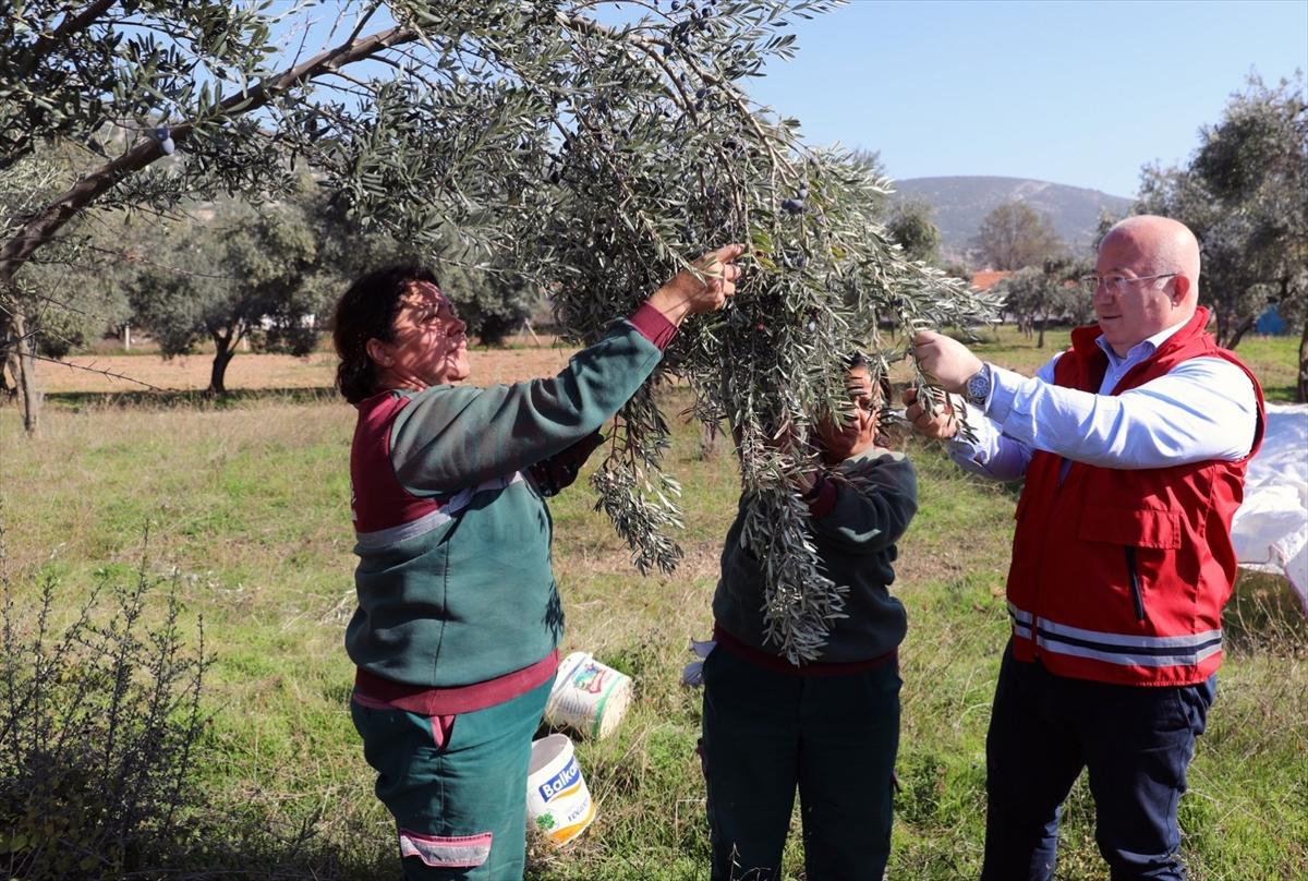 Muğla'da belediyeye ait arazilerde zeytin hasadı yapıldı