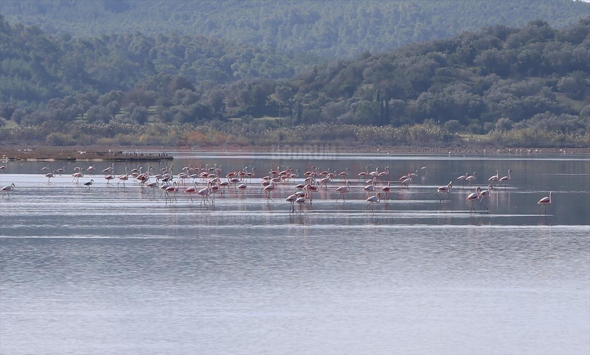 Muğla'daki Tuzla Sulak Alanı göçmen kuşların akınına uğradı