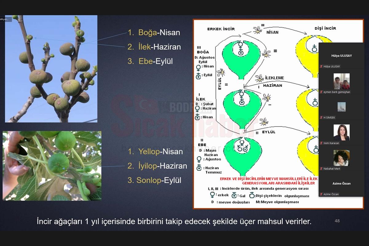 Fethiye'de incir yetiştiriciliği eğitimi verildi