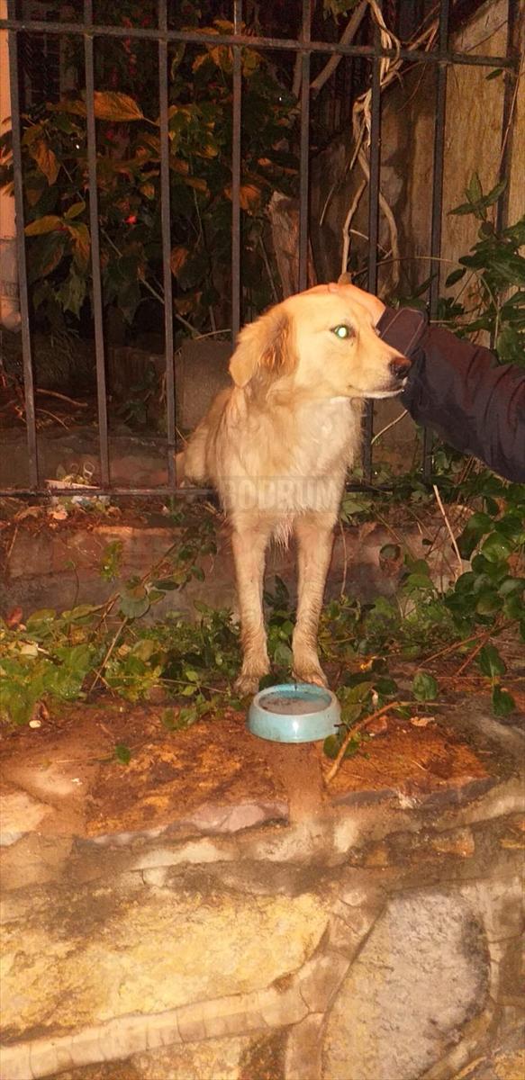 Muğla'da bahçe kapısının demir korkuluklarına sıkışan köpek kurtarıldı