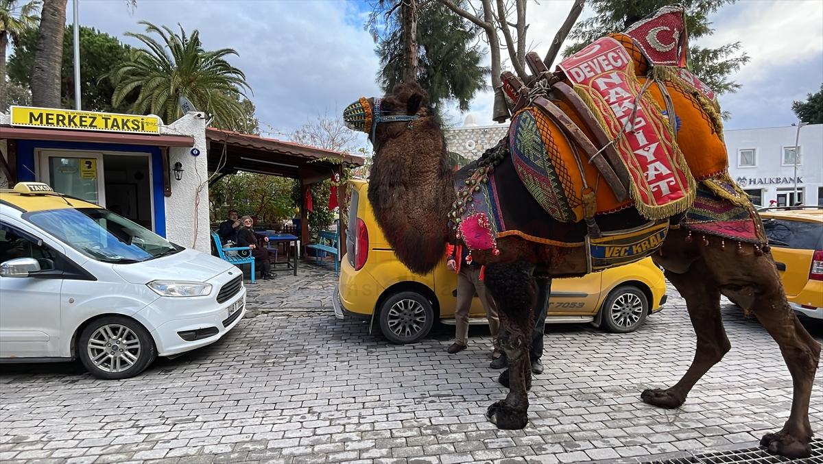 Bodrum'da deve güreşi festivali develerin kortej yürüyüşüyle başladı