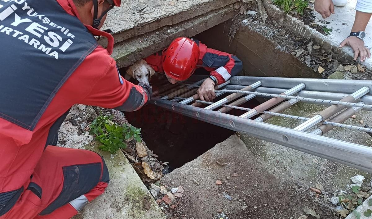 Bodrum'da su kuyusuna düşen köpeği itfaiye ekipleri kurtardı