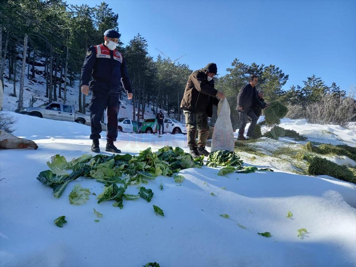 Muğla'da yaban hayvanları için doğaya yem bırakıldı