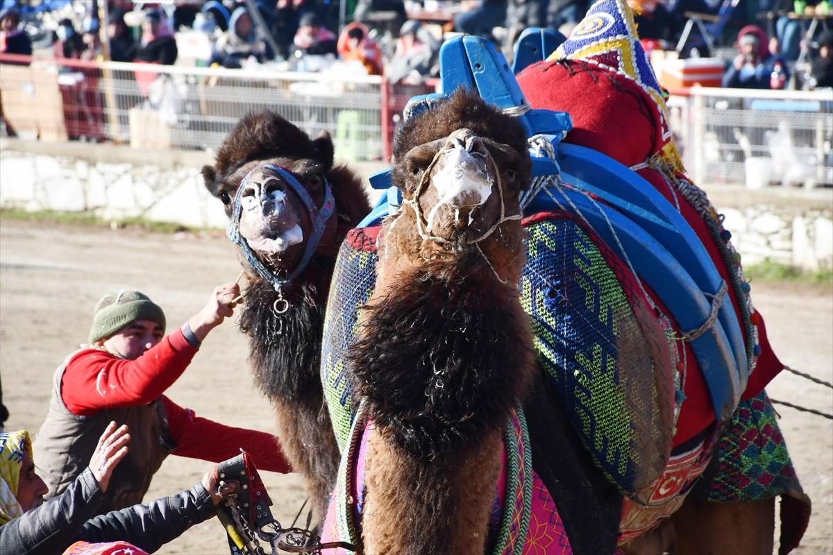 Muğla'daki deve güreşi festivaline yoğun ilgi