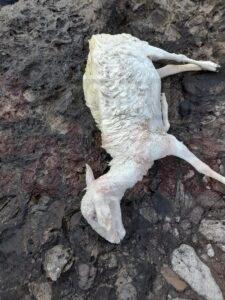 Bodrum'da köpeklerin saldırısına uğrayan koyunlar telef oldu