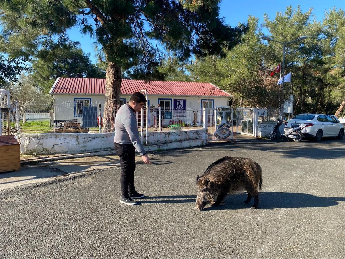 Bodrum'da yaban domuzunu elleriyle besliyorlar