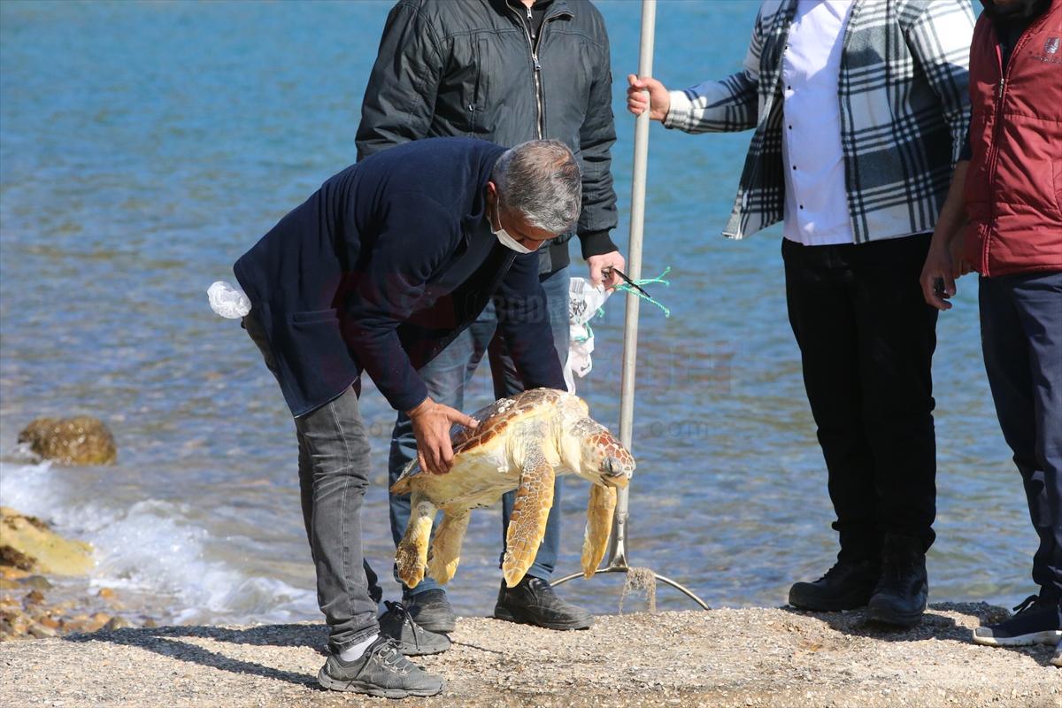 Bodrum'da denizde ölü caretta caretta bulundu