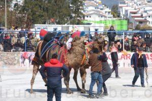 Bodrum'da geleneksel deve güreşi festivali düzenlendi