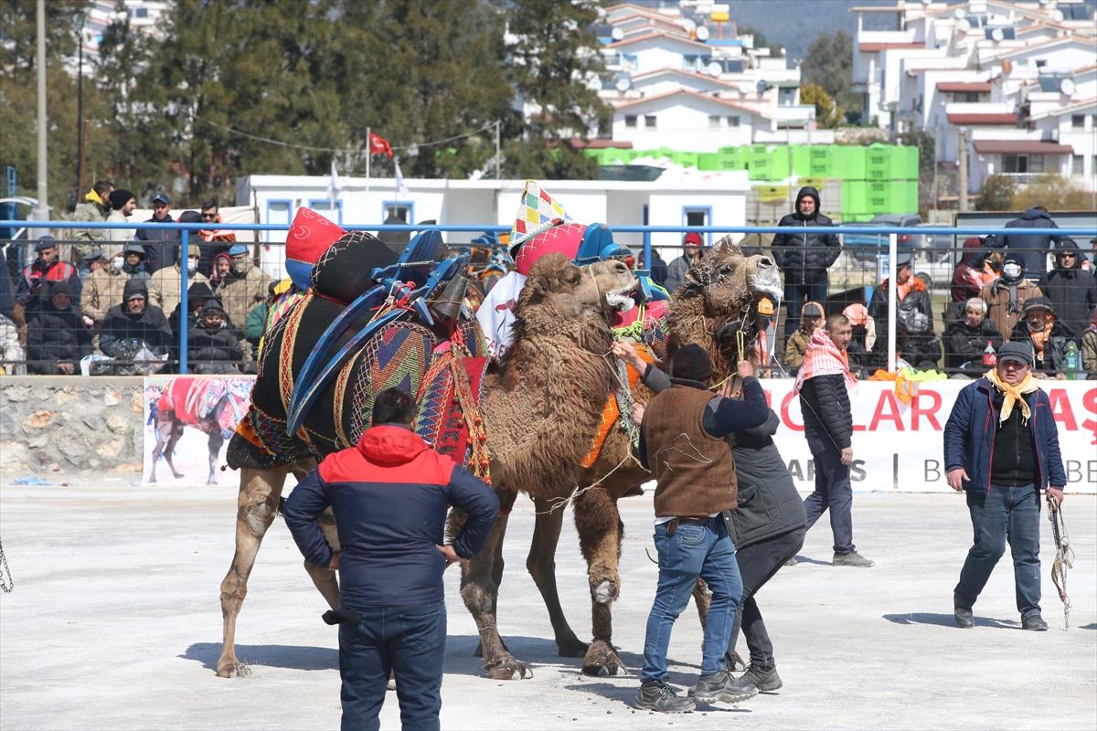 Bodrum'da geleneksel deve güreşi festivali düzenlendi