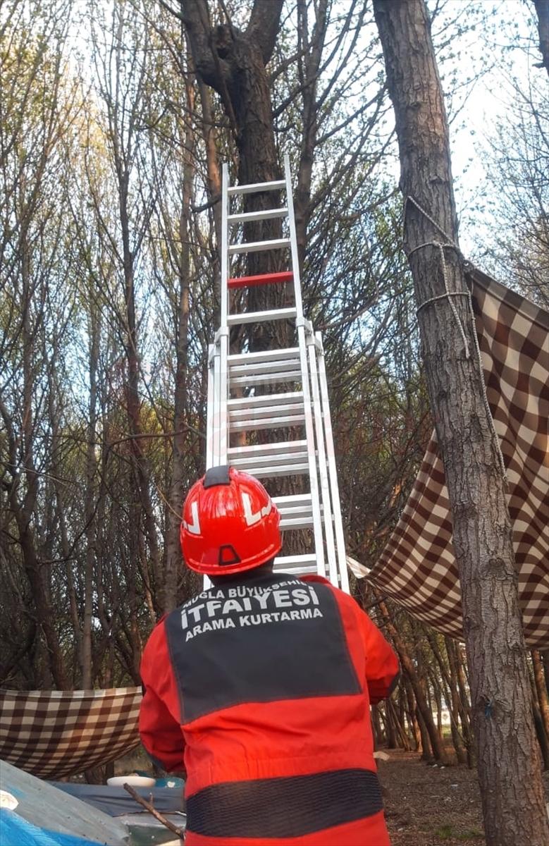 Fethiye'de ağaçta mahsur kalan kediyi itfaiye kurtardı