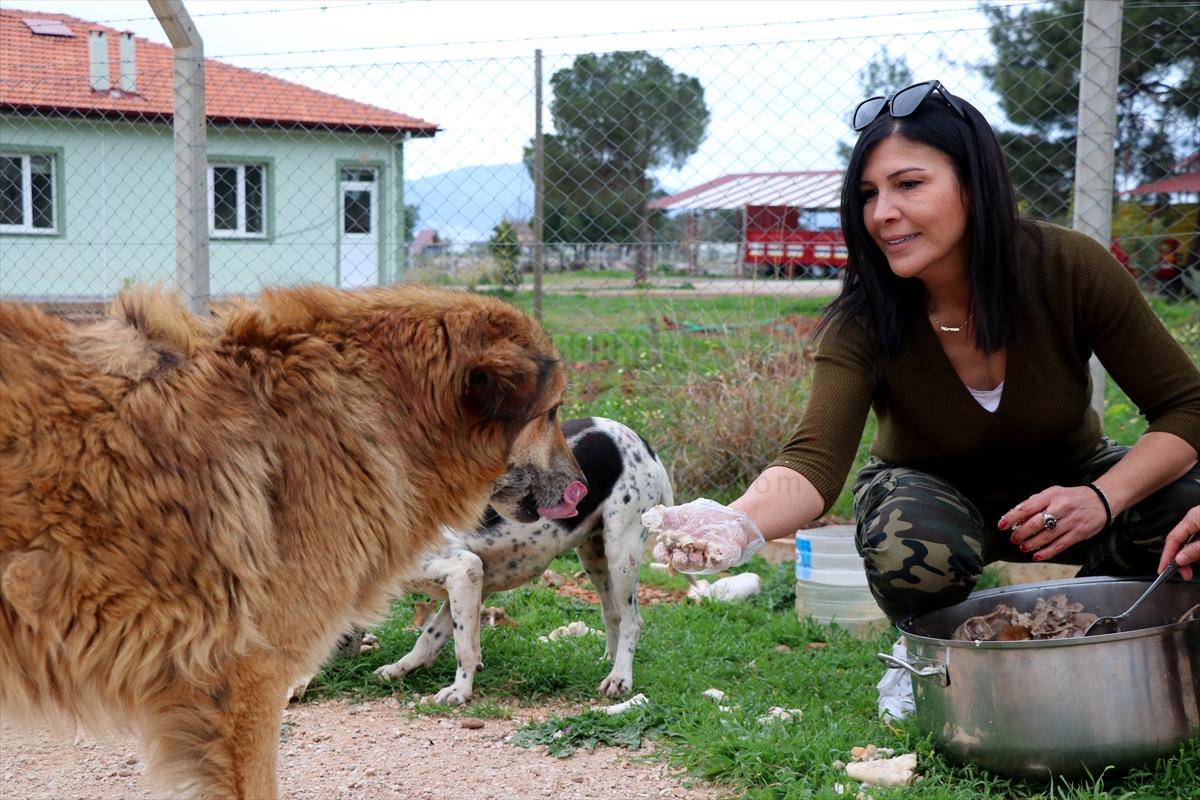 Karavanıyla sokak hayvanlarına sıcak yemek dağıtıyor