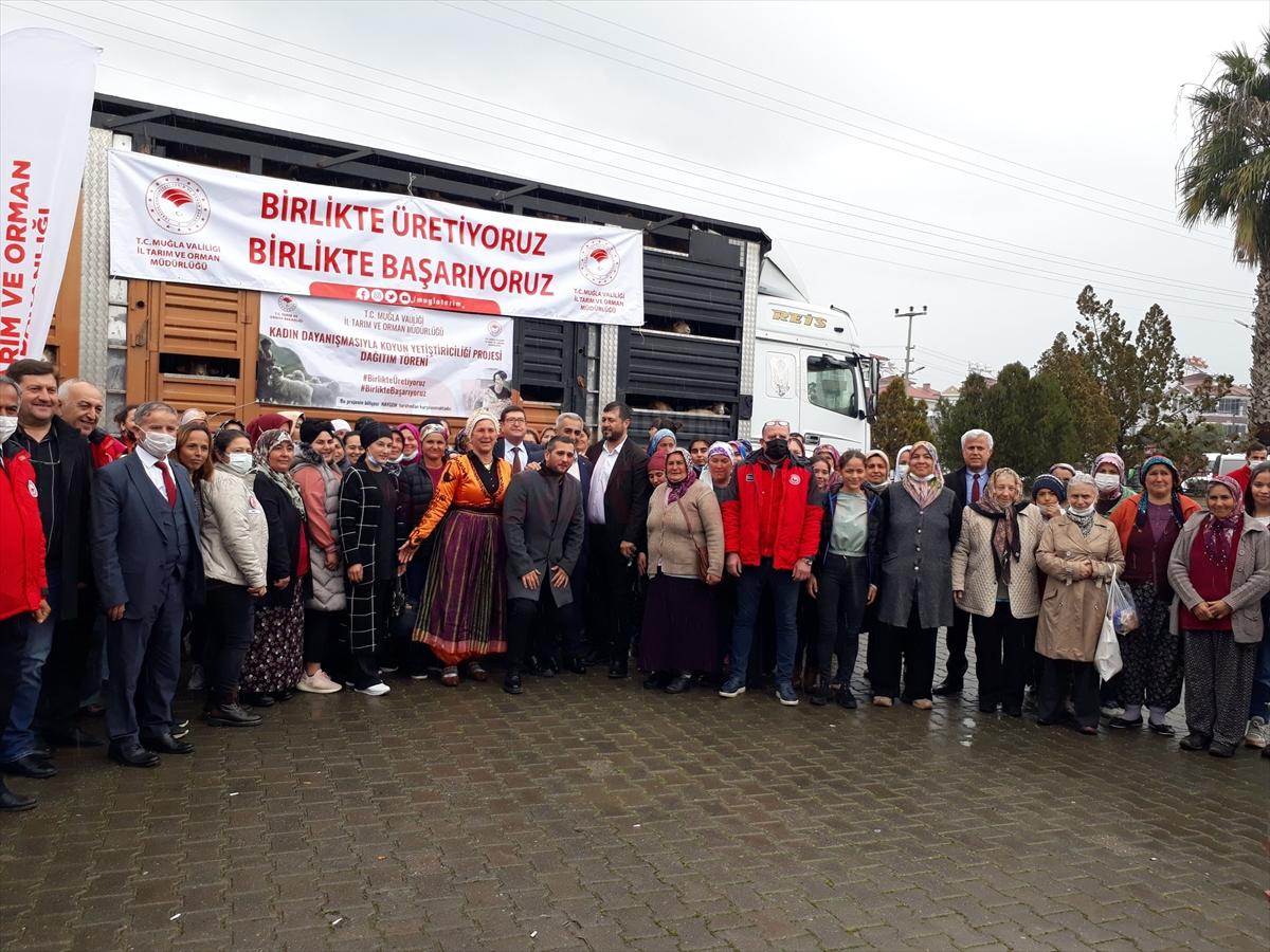 Muğla'da 100 kadın çiftçiye 1040 küçükbaş hayvan dağıtıldı