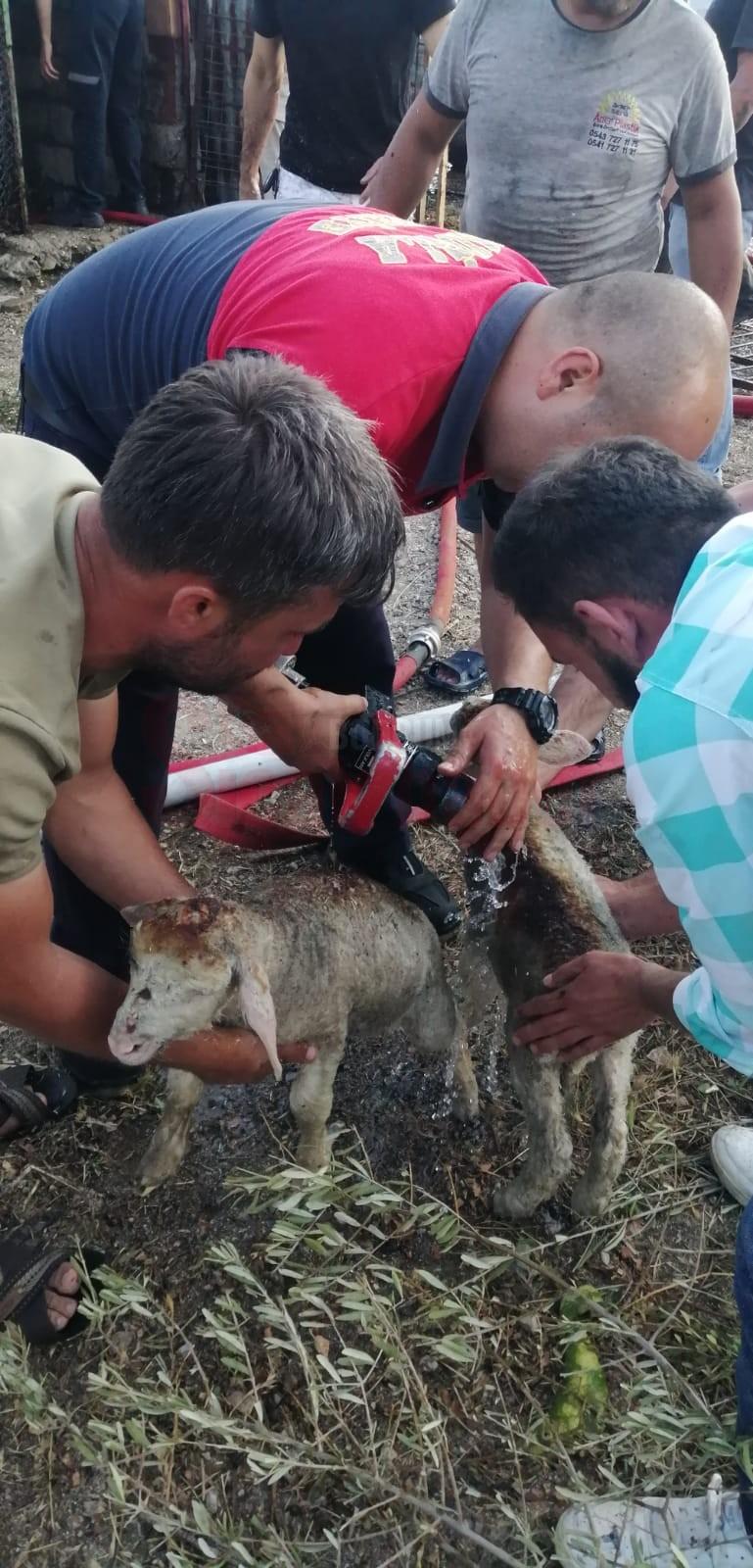 AHIR YANGININDA TİCARİ ARAÇ KÜLE DÖNDÜ, 8 HAYVAN ALEVLERDEN ZARAR GÖRDÜ