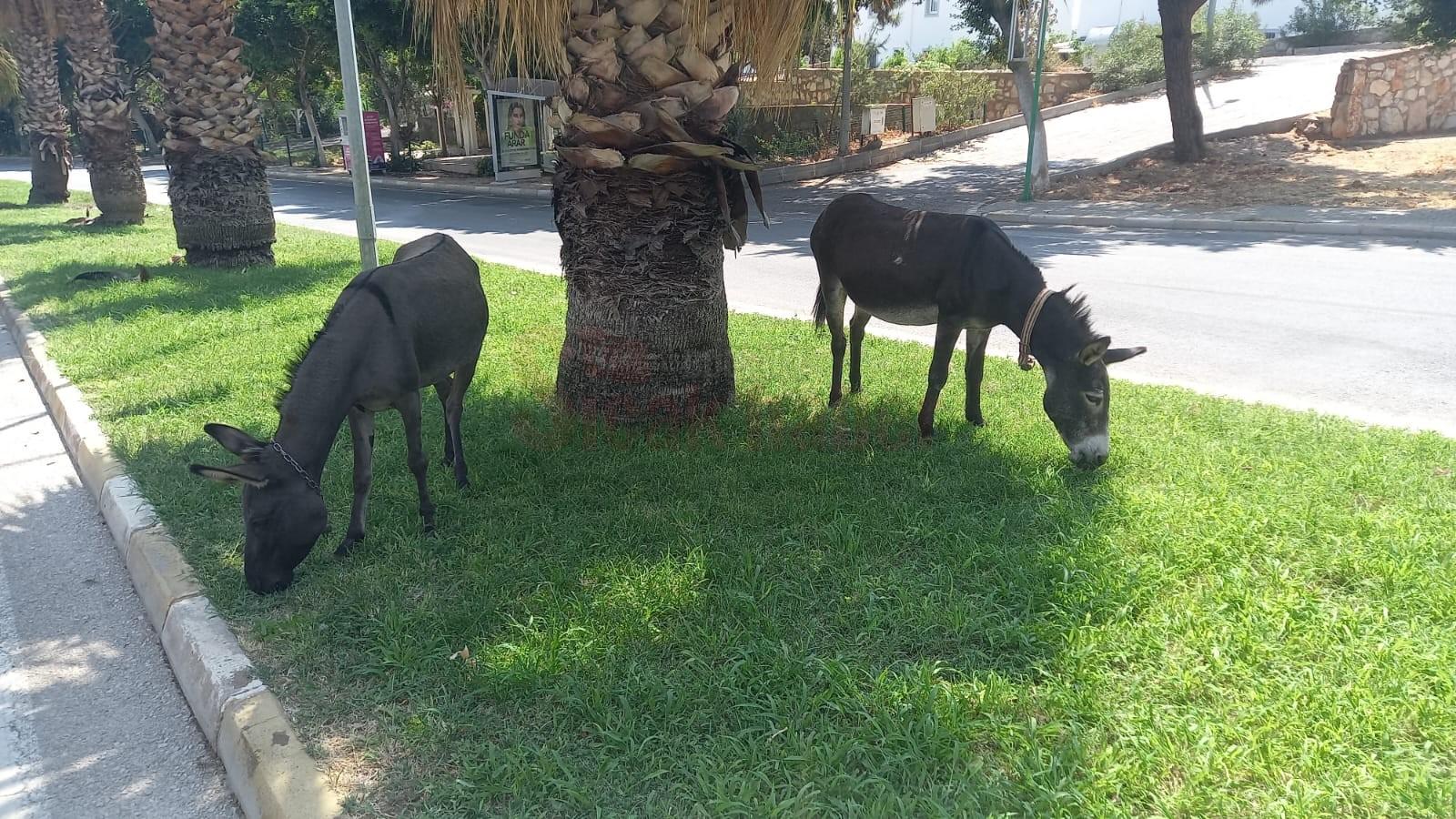 BODRUM'DA BAŞIBOŞ EŞEKLERİN ÇİMEN KEYFİ