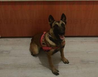 JANDARMA'NIN DETEKTÖR KÖPEĞİ UYUŞTURUCUYA GEÇİT VERMEDİ