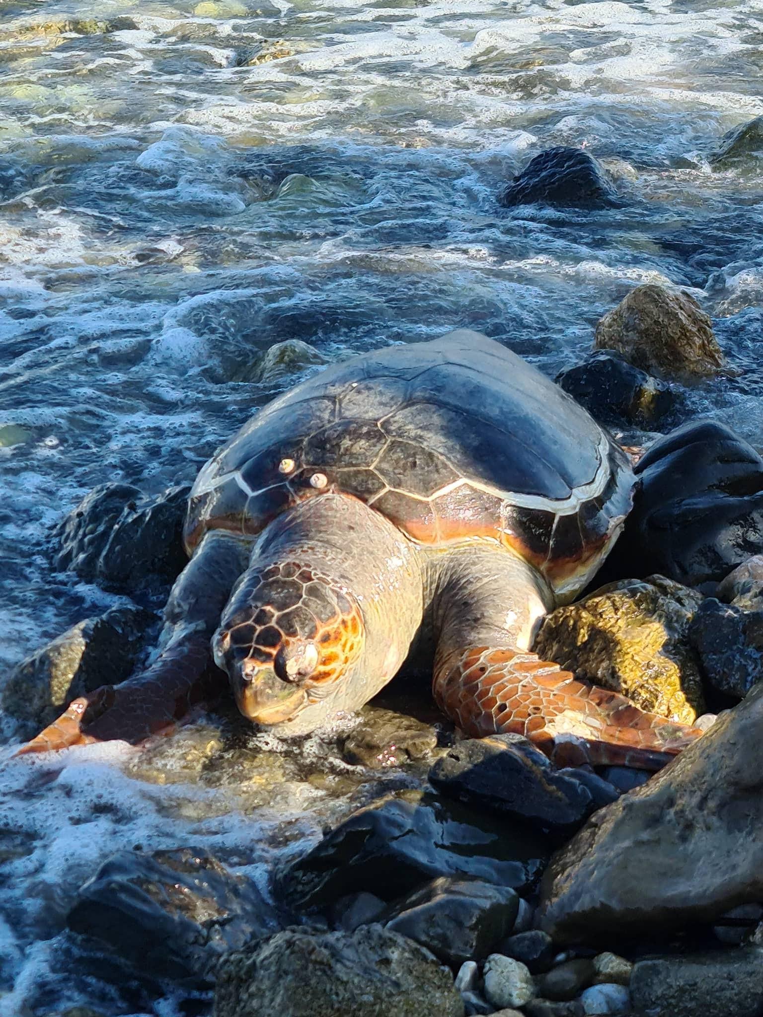 DATÇA SAHİLİNDE ÖLÜ CARETTA CARETTA BULUNDU