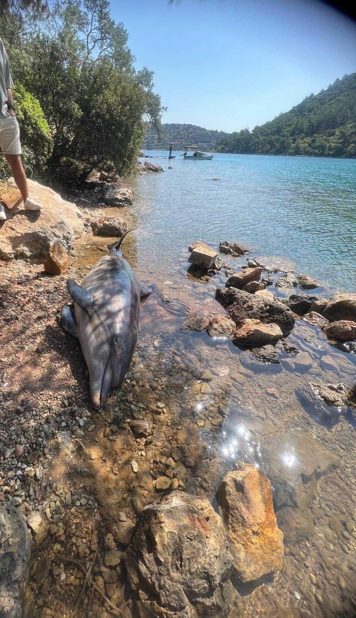 BODRUM CENNET KOYDA ÖLÜ YUNUS BALIĞI KARAYA VURDU