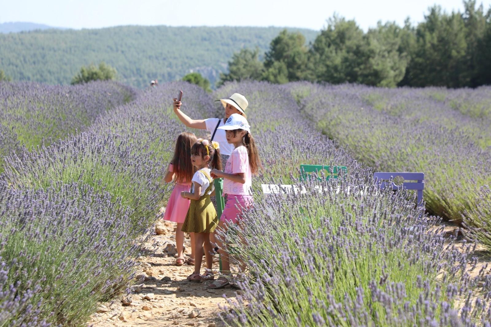 MUĞLA'NIN 'MOR' BAHÇESİNE ZİYARETÇİ AKINI MUĞLA BÜYÜKŞEHİR BELEDİYESİ KOKU VADİSİ LAVANTA BAHÇESİ YAKLAŞIK 10 BİN MİSAFİRE EV SAHİPLİĞİ YAPTI.