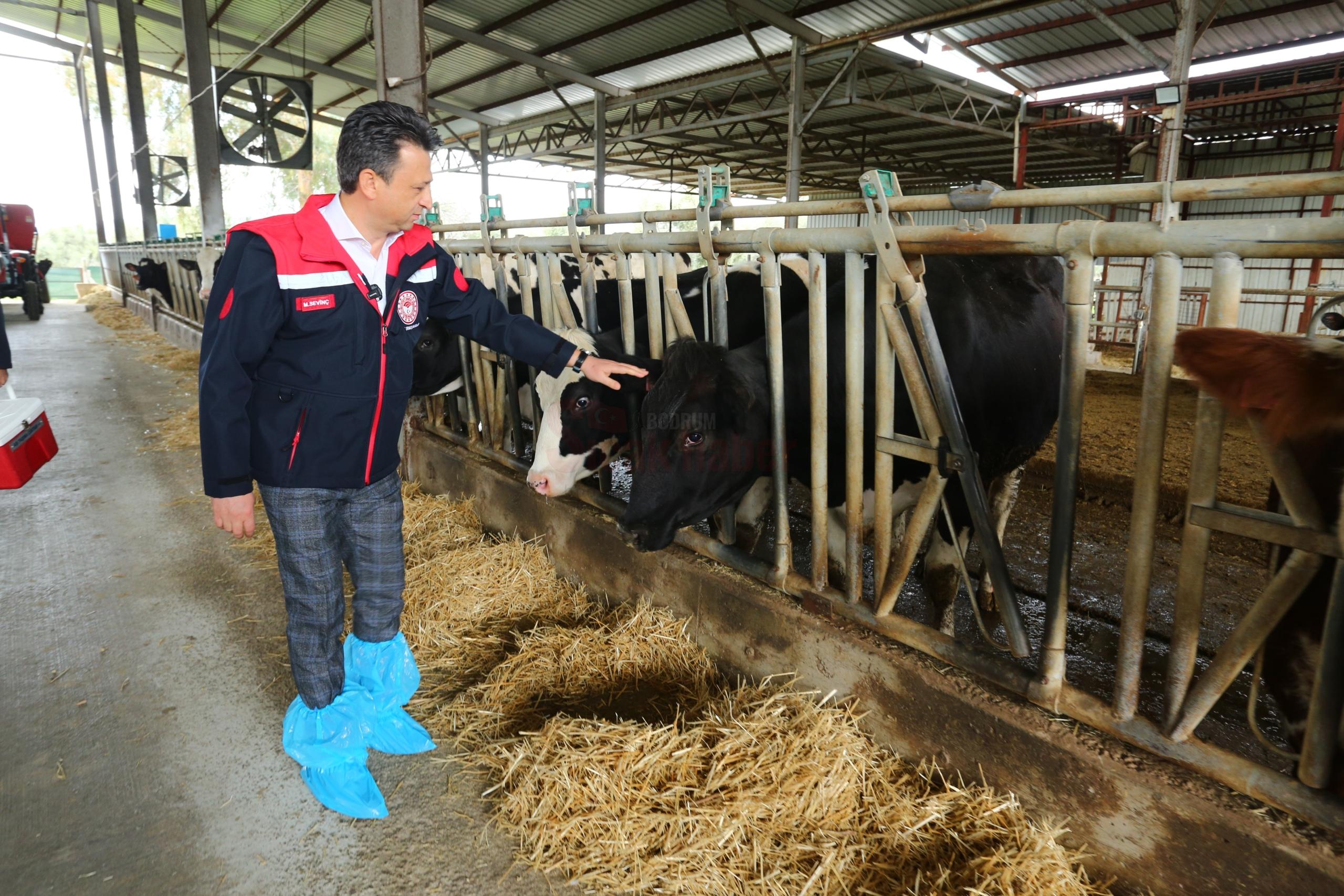 ŞAP HASTALIĞINA KARŞI BASKIN AŞILAMA DÖNEMİ