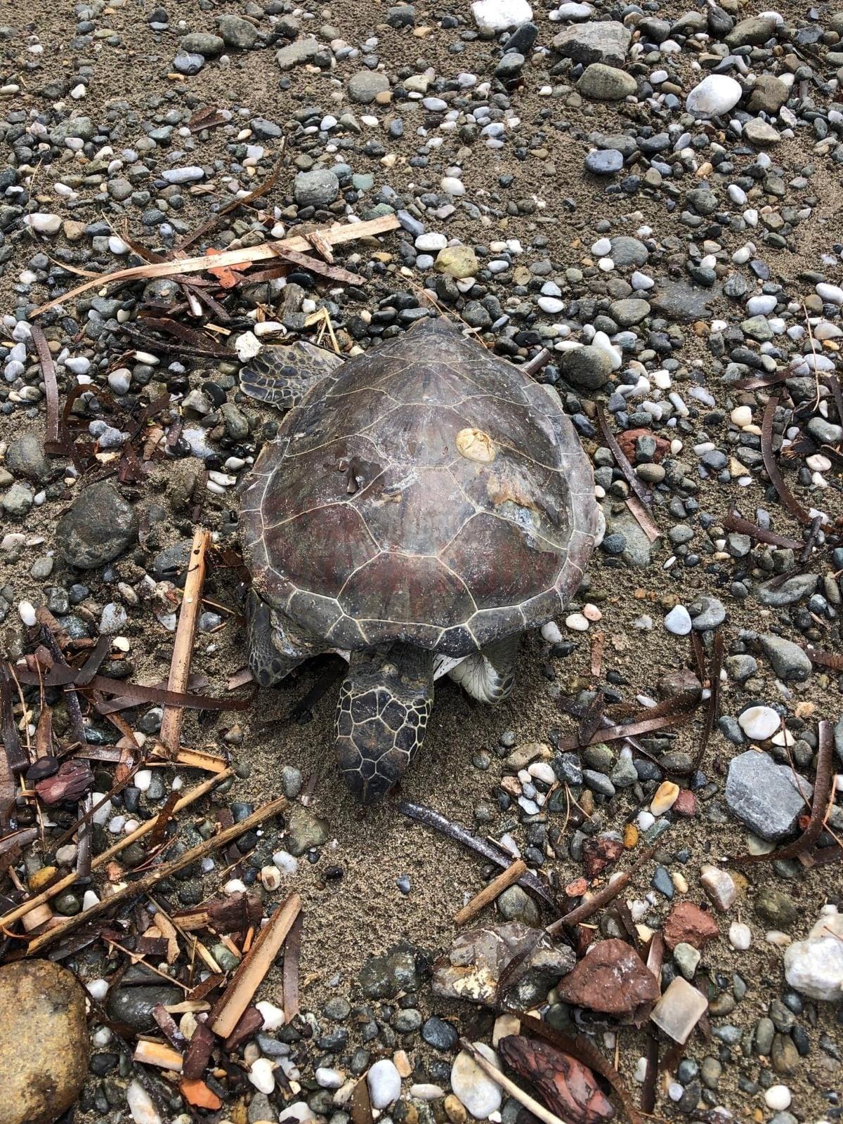 MARMARİS SAHİLİNDE ÖLÜ YAVRU CARETTA BULUNDU