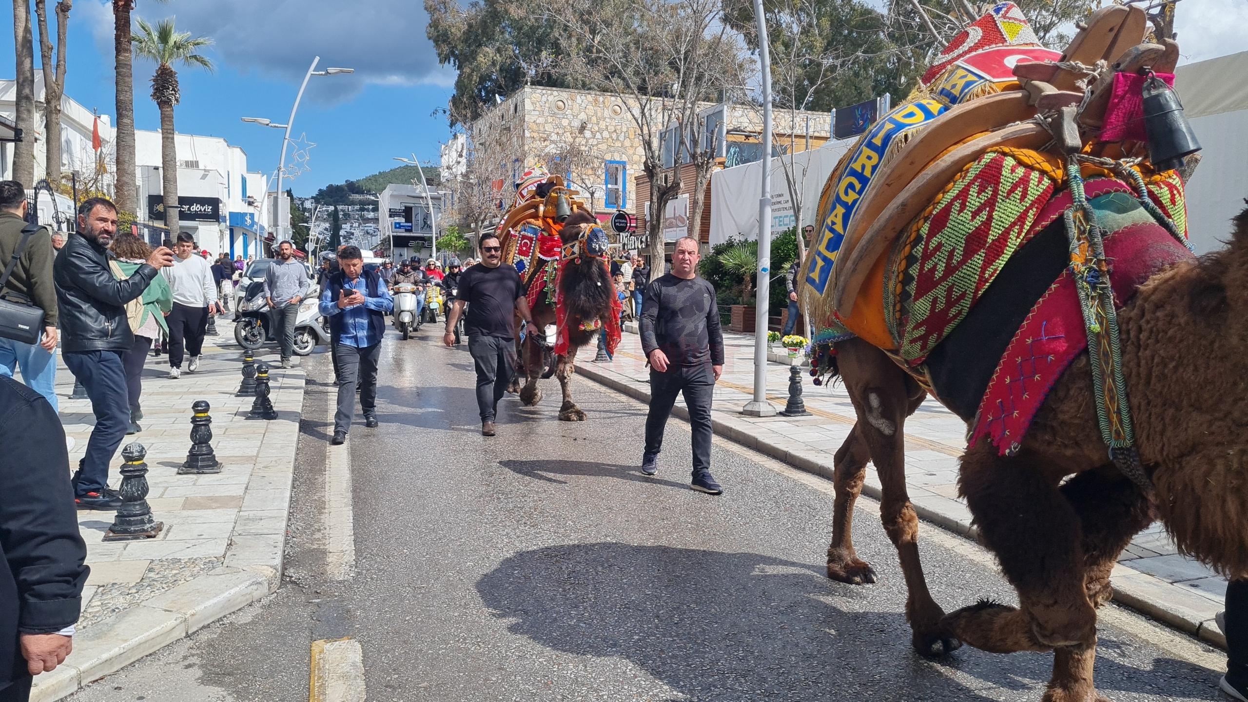 BODRUM'DA HAFTA SONU ARENADA GÜREŞECEK DEVELER MEYDANA İNDİ ÇARŞI MERKEZİNDE GEÇİT TÖRENİNE KATILAN SÜSLÜ DEVELER RENKLİ GÖRÜNTÜLER OLUŞTURURKEN, KAZA YAŞANMAMASI İÇİN URGANCILAR YOĞUN TEDBİR ALDI