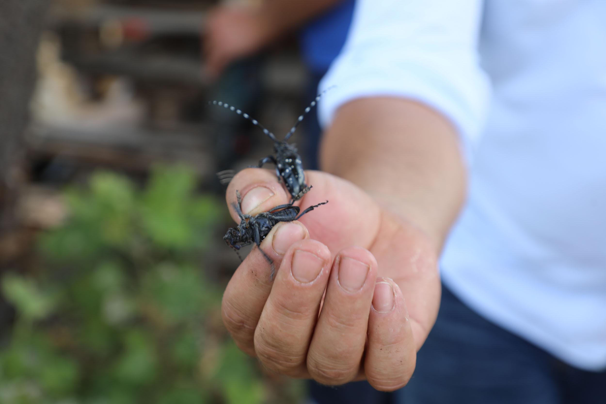 Muğla’da İlk Defa Görülen Turunçgil Uzun Antenli Böceği ile Mücadele (3)