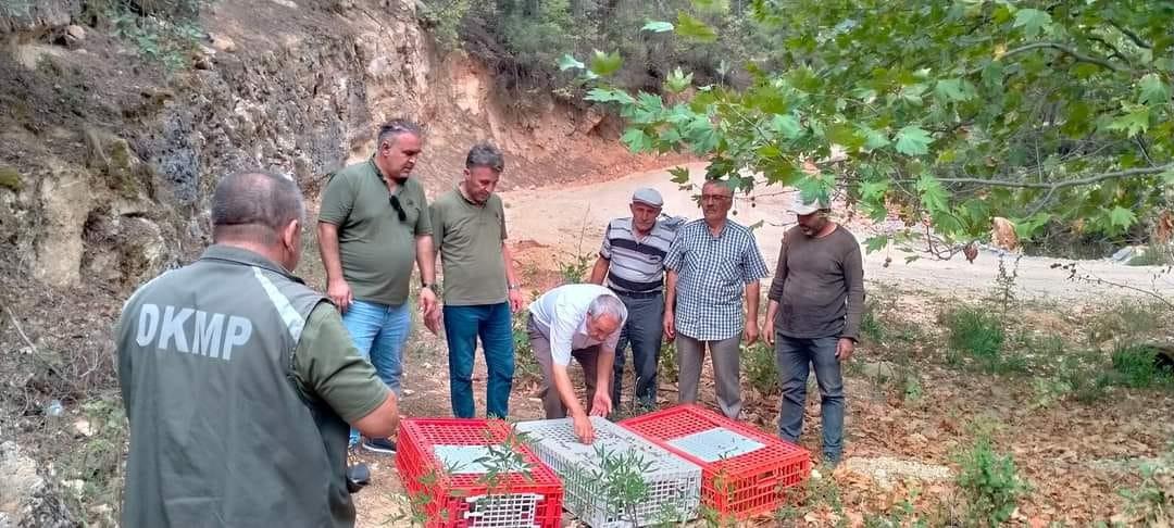 MUĞLA'DA KEKLİKLER DOĞAYA SALINDI